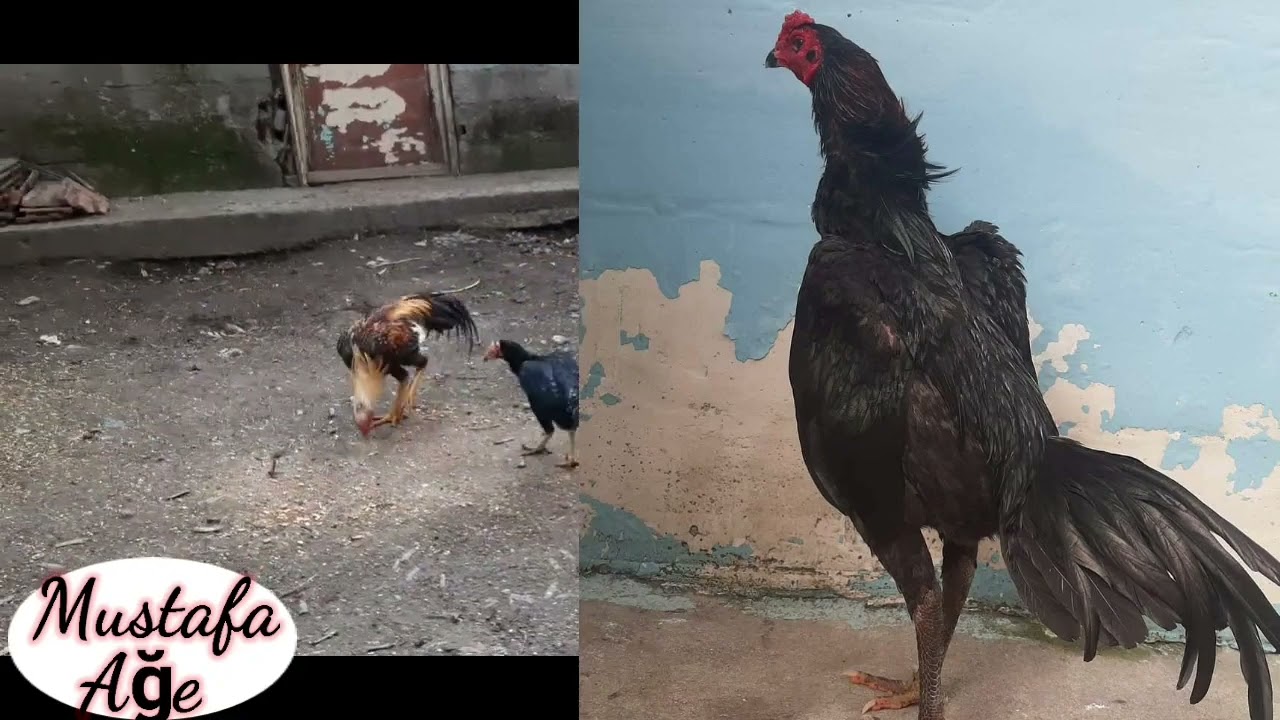 سلسلة تربية الدجاج الهراتي من الصفر #1 #subscribe #like