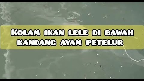 Keuntungan membuat kolam dibawah kandang ayam petelur
