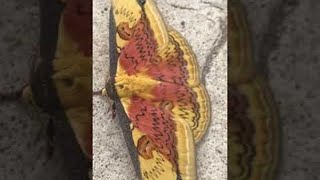 Breathtaking Moth || ViralHog
