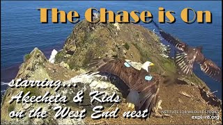 The Chase is On - Starring Akecheta on the West End nest ~ 7/7/22 ~ Explore.org