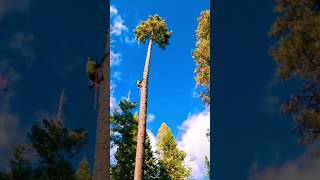 A Day of Felling Giant Dead Trees #satisfying #tree #asmr #oddlysatisfying #giant