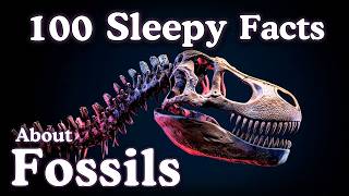 The Most Relaxing Fossil Facts to Fall Asleep To — No Adverts screenshot 3