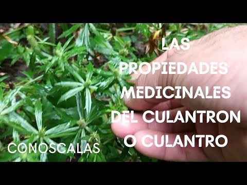 Video: Culantron kasvatusolosuhteet – tietoja Culantro-kasvien hoidosta