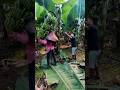 Banana Harvest Technique Increases Yield And Efficiency#BananaHarvest #FarmingLife #Agriculture
