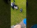 FEEDING BIRD FRIENDS ##australian #wildlife #birds #magpies