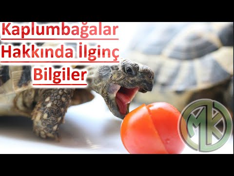 Video: Kaplumbağalar Hakkında Her şey: Nasıl Tutulur