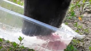 Dogs Tongue While Drinking Water Slow Motion