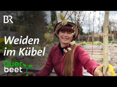 Video: Wie wachsen Weidenhybriden?