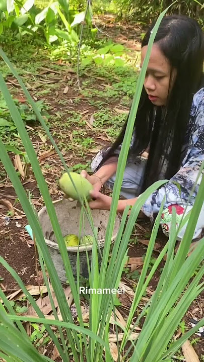 Panen mangga MADU 2ribu perkilo