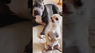 3 minutes of fun with dogs and other animals #adamrose #funny #fails