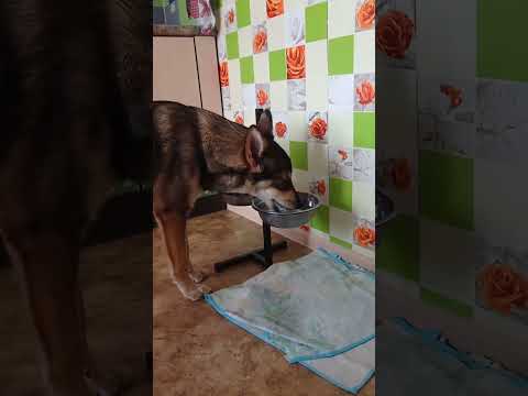 Собака - воду