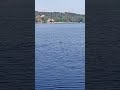 Birds on a lake #animals #animal #animal #birds #bird #birdsounds