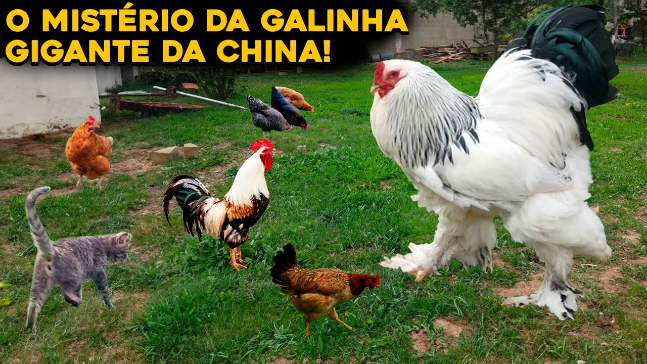 O MISTÉRIO DA GALINHA GIGANTE DA CHINA – INACREDITÁVEL!