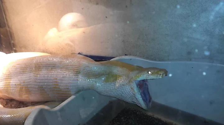 Video 1246161: rescue burmese, beautiful burmese, animal rescue