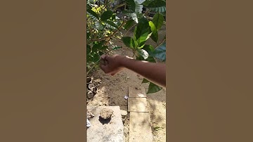 two trees combine 🧪 comment for part 2