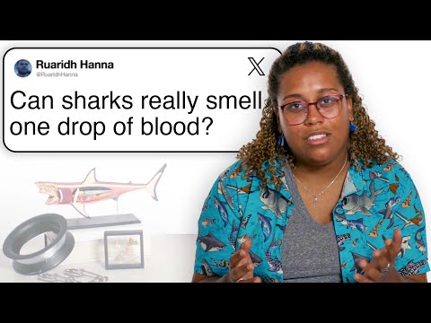 Marine Biologist Answers Shark Questions From Twitter | Tech Support | WIRED