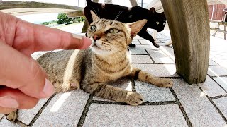 他の猫をモフっているとカメラの前に割り込んでくる黒猫