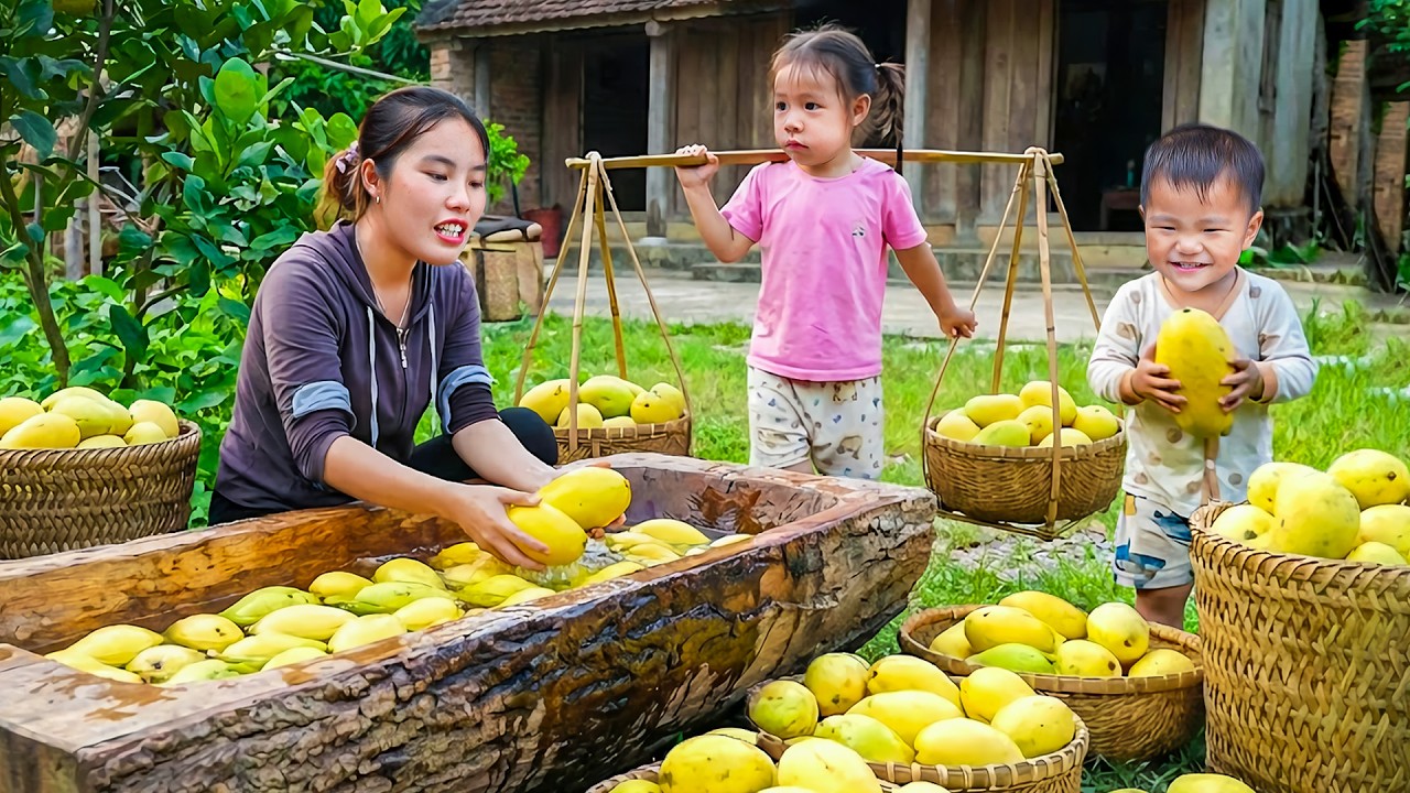 Harvesting Sour Mangoes with My Daughter and Son – Selling at the Market and Cooking Fish for Lunch