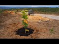 We Started a Food Forest Next to Our New Road