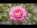 Слезы счастья и покой в душе🌺Музыка, наполняющая светом🌿Сергей Грищук