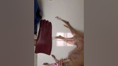 Radiology: Tibia/ Fibula Lateral Position & Collimation