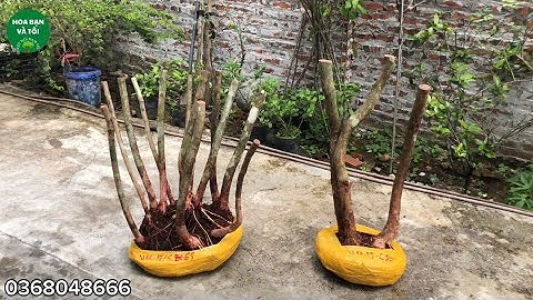 GL.đến các bác hai bụi sim tím rễ nhiều bầu to