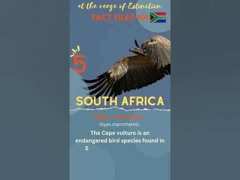 6 South Africa animals verge of extinction - YouTube