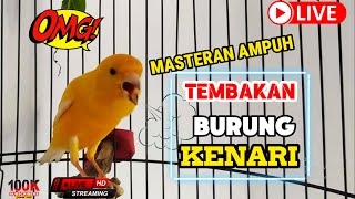 Pancingan Kenari Gacor Ngerol Panjang Cocok buat Masteran murai batu & #kenari Paud SUSAH BUNYI