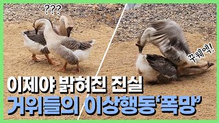 거위들의 이상행동에 밝혀진 진실