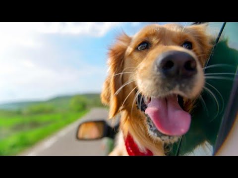 Vídeo: Consells Sobre Seguretat En Temps Fred Per Viatjar Amb Mascota