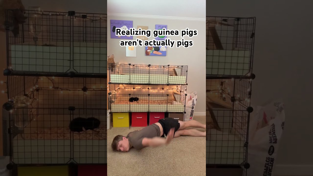 Why Would They Name Guinea Pigs After Funny Guineapig Pets