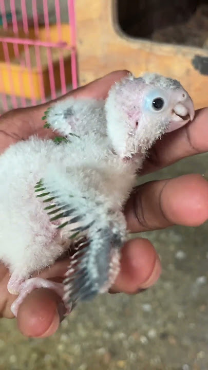 Small conure baby taemed bird 😍😍😍7306138672