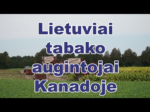 Video: Ar Kanadoje priimami atsilikimai?