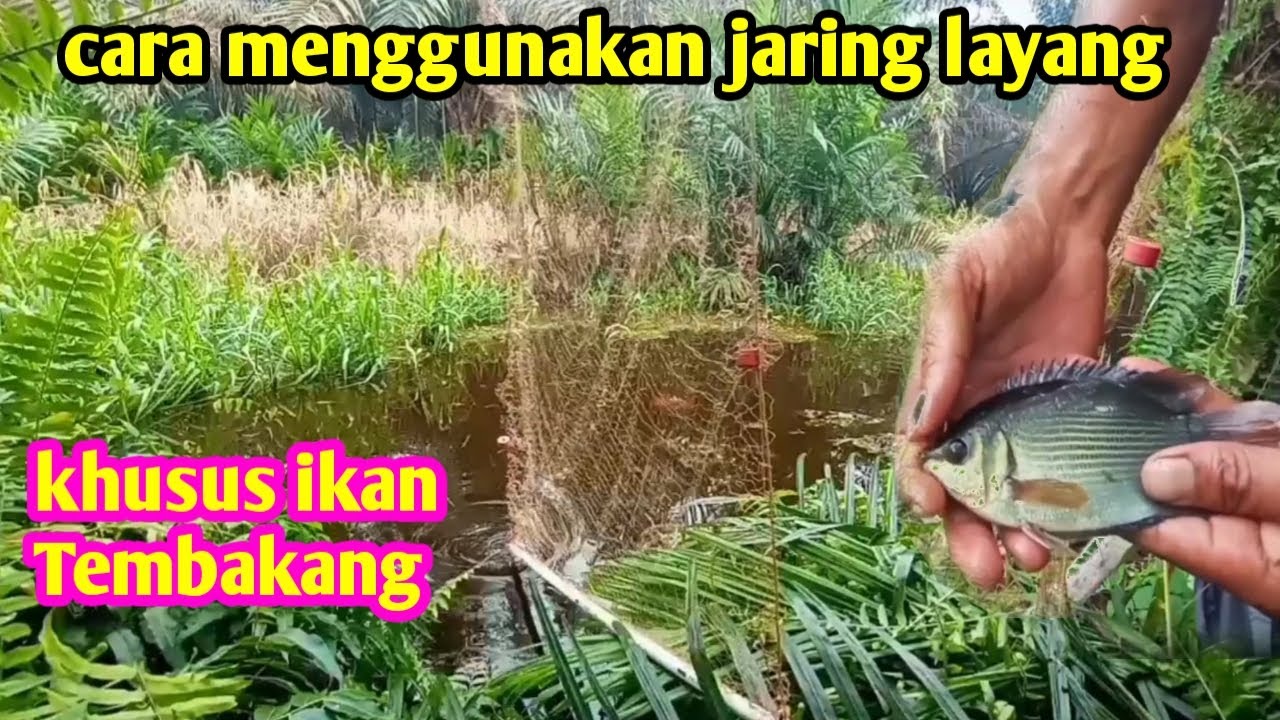 CARA MENGGUNAKAN JARINGN LAYANG, UNTUK IKAN TEMBAKANG.