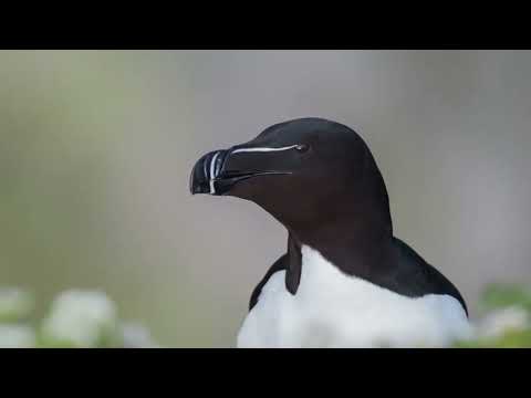 Razorbill call