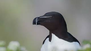 Razorbill Call