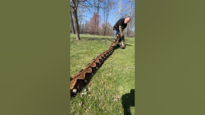 Taking My 20 Foot Python To The Park