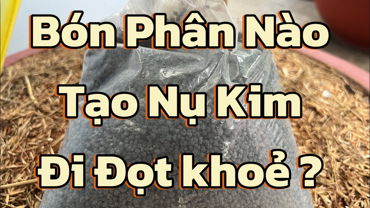 Bón Phân  Nào Tạo Nụ Kim , Đi Đọt Khoẻ ? 