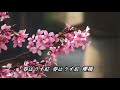 桜橋 ♫オリジナル歌手: キム・ヨンジャ   ♪カバ-マンリイ歌詞付き
