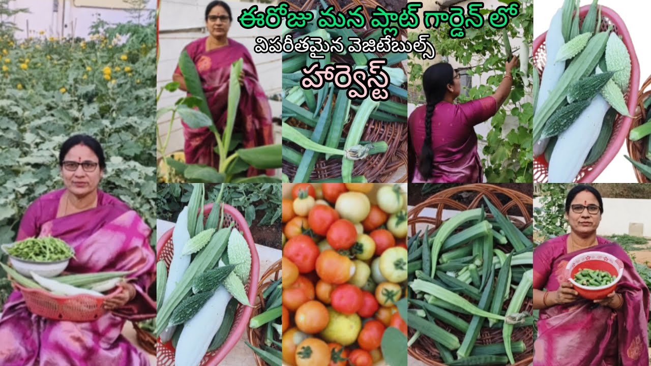 ఈరోజు మన ప్లాట్ గార్డెన్ లో విపరీతమైన వెజిటేబుల్స్ హార్వెస్ట్, అండ్ కలర్ ఫుల్ హార్వెస్ట్