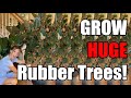Secrets to Growing HUGE Rubber Trees | Ficus Elastic Complete Care Guide! | Get Robust Rubber Trees!