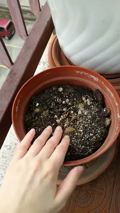 Avatar: The Last Airbender (parody)