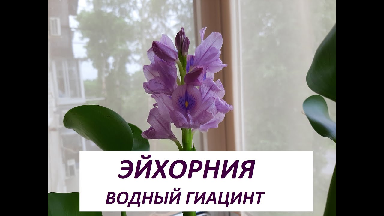 Эйхорния (водный гиацинт). После зимы в водоем