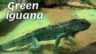 Common iguana | Another name is "green iguana"