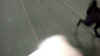 Pluto Wants To Play With Frank Molly Wants Pluto