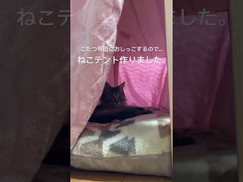 ねこテント作りました。 #ねこ動画 #保護猫 #shorts