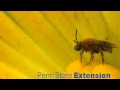 Pollinators of Cucurbits