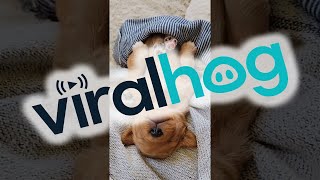 Golden Retriever Puppy Sleeps Soundly || ViralHog