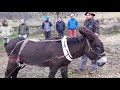 Utilizzo degli animali da lavoro nell'agricoltura di montagna