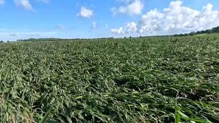 Recent storms damage central Ohio corn crops
